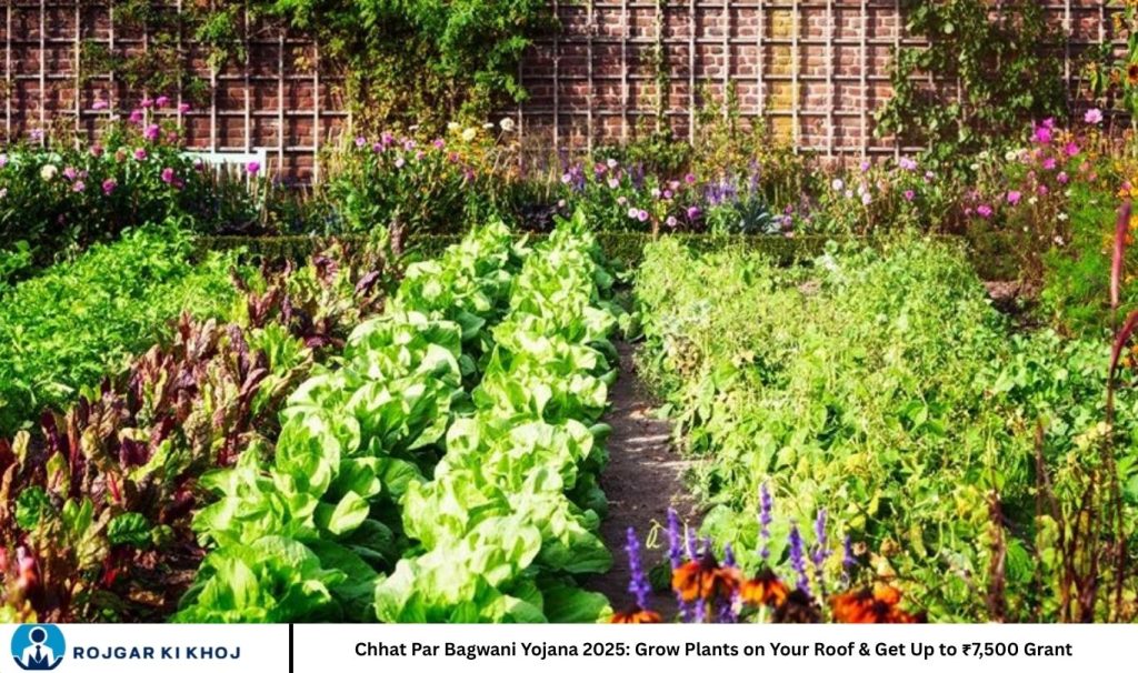 Chhat Par Bagwani Yojana 2025: Grow Plants on Your Roof & Get Up to ₹7,500 Grant